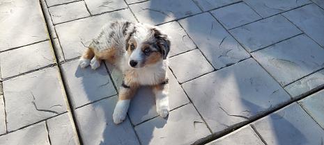 Canis Minor: Bailey